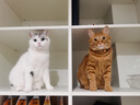 皇家绝育成猫粮 SA37通用粮 1-7岁10KG 实拍图