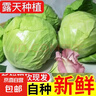 新鲜甘蓝包菜卷心菜新鲜嫩绿莲花白现摘现发早餐减脂 新鲜包菜 2.5-3斤 人工挑拣 实拍图