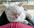 多特思(DOTUS) 猫零食猫条三文鱼味15g*100支成猫幼猫咪零食湿粮 实拍图
