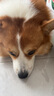 麦富迪狗粮 超肉粒冻干狗粮成幼犬中大型犬专用养护关节 300g试吃 实拍图