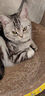 憨憨乐园猫零食木天蓼猫咪磨牙棒洁齿棒猫咬棒逗猫幼猫玩具幼猫自嗨棒5支 实拍图