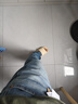 Levi's李维斯冰酷系列25春夏新款男士凉感防晒505直筒蓝色牛仔裤 蓝色 31 (32) 实拍图