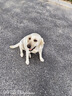 澳宝成犬狗粮工作犬训练狗粮全价成犬粮 2.5kg 实拍图