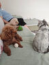 网易严选犬粮 全价冻干三拼鸡肉狗粮幼犬成犬小型中大型犬通用金毛 50g*2 实拍图