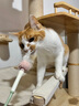弗列加特 98%高含肉量 FPMR生骨肉猫主食罐 成猫罐头 散养火鸡肉味95g*6罐 实拍图