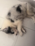 腆宠狗笼猫笼 狗笼子中小型犬带厕所幼犬狗窝猫笼子大号家用围栏兔笼 实拍图