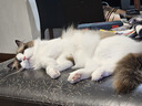 Orijen渴望猫粮 成猫幼猫干粮 六种鱼肉无谷全价通用进口5.4kg效期26/5 实拍图