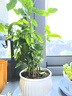 开时果 茉莉花盆栽浓香型 桌面绿植物阳台花卉树苗盆景摆件源头直发包邮 精品茉莉花5-10株【花瓣瓷盆】 实拍图