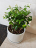 陶瓷花盆绿植盆栽亚光北欧风简约花盆大号桌面绿植盆送塑料托盘 白色 特大号（20*20*16） 实拍图