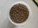 福茗源茶叶养生茶 黑苦荞茶500g 大凉山全胚芽全颗粒荞麦茶苦荞茶袋装 实拍图