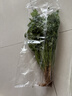 带根香菜100g 实拍图