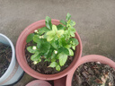绿之妙圆叶正宗虎头茉莉花盆栽室内浓香花卉重瓣老桩带花苞四季开花植物 实拍图