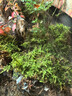 青苔藓鲜活苔藓微景观植物盆景盆栽水陆缸假山草造景材料白发藓短绒青苔- 大灰藓(15*8)cm 5盒 实拍图