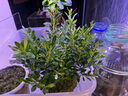 爱你一万年苔藓球水培植物盆景蕨类米竹文竹菖蒲春雨六月雪镜面草发财树盆栽 小叶赤楠+苔藓球栽好 晒单实拍图