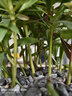 福茗源茶叶 太平猴魁茶绿茶 特级雨前2025新茶罐装40g捏尖春茶叶自己喝 实拍图