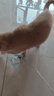 【京东快递】仙女逗猫棒猫咪玩具带铃铛逗猫神器耐咬羽毛逗猫棒 丝带蓝色款1支 实拍图