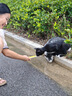 味当家猫零食猫条12支*15g成猫幼猫咪零食湿粮罐头3种混合口味0谷0诱0淀 实拍图