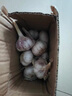 春平赋2025年新鲜大蒜头现挖新蒜紫皮大蒜批发鲜蒜红皮蒜糖醋湿蒜 2斤装含箱 1000g 【果径4-5cm] 实拍图
