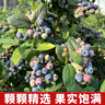 京鲜生 当季云南蓝莓 6盒超大果22mm+ 125g/盒 生鲜水果 源头直发 包邮 实拍图