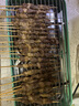 鲜京采内蒙古孜然羊肉串净重2斤 （50串）露营户外烧烤 京东自有品牌 实拍图