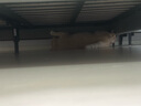 疯狂的主人 猫抓板窝超大号猫玩具猫爪板猫抓盆不掉屑猫窝碗形圆形瓦楞纸 实拍图