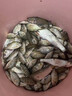 麝香酒钓鱼用小药鲫鱼鲤鱼专用药酒高浓度正品诱鱼剂黑坑饵料专用 【买一赠一】鱼护装不下 晒单实拍图