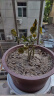 开时果 茉莉花盆栽浓香型 桌面绿植物阳台花卉树苗盆景摆件源头直发包邮 精品茉莉花3-6株【原土发货】 实拍图