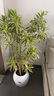 叹为观止 大型盆栽 单杆辫子发财树天堂鸟绿萝散尾葵办公室内开业乔迁礼品 金边百合竹1.2-1.4米【聚宝盆】 含盆 实拍图