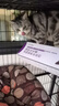 宠有为猫咪化毛膏营养膏125g 猫咪排除毛球猫用吐毛化毛球补充营养 实拍图