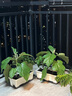 奥美优长方形种菜盆加厚霍伦盆家用种植箱长盆阳台窗台种菜神器 白色2个 实拍图