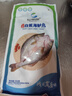 仙泉湖三去白蕉海鲈鱼1斤/条净膛冷冻刺少肉厚珠海特产海鲜水产500g食材 实拍图