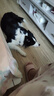 伯纳天纯生鲜系列全价通用犬粮牧场狂欢冻干(牛肉+羊肉+兔肉)10kg/20斤 实拍图