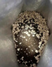 醇粹黑标冻干猫粮 全价无谷成猫幼猫通用高肉发腮猫粮4.5kg(内含3袋） 实拍图