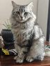 医仕高猫咪骨骼宝折耳猫软骨素宠物关节硫酸氨糖鲨鱼软骨素修复润滑关节 [折耳猫呵护]猫骨骼宝+送化毛膏 实拍图