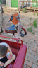 永久老年脚蹬三轮车老人脚踏脚踩自行单车人力车代步拉货轻便成人 80斗酒红色-变速双链条-液压减震 实拍图