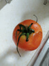 山东红果西红柿农家自种新鲜水果生吃沙瓤番茄应季蔬菜自然熟 红果西红柿 2斤 实拍图