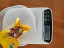 舸渡鱿鱼仔原味碳烤带籽海鲜荤食零食大礼包休闲食品小吃解馋下酒宿舍 香辣【买半斤送半斤】鱿鱼仔1斤 实拍图