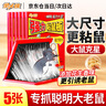 金大侠粘鼠板老鼠贴超强力家用加大加厚老鼠一窝端驱鼠捕鼠神器5张 实拍图
