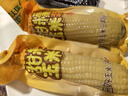 金沃瑞丰有机白糯玉米棒260g*8支＞4.5斤  新鲜甜粘黏真空 杂粮粗粮早餐 实拍图