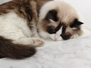 味当家猫零食猫条猫罐头补水汤包成幼猫咪零食鱼籽奶昔80g*10包猫饭奶糕 实拍图