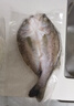仙泉湖三去白蕉海鲈鱼1斤/条净膛冷冻刺少肉厚珠海特产500g生鲜食材 实拍图