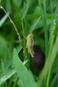 腾龙（Tamron）官方旗舰店90mm F/2.8全画幅微距定焦镜头 E卡口/Z卡口 人像微单镜头全画幅拍昆虫花草珠宝 牙医 尼康Z卡口 官方标配【送腾龙UV滤镜+64G卡+清洁套装】 实拍图