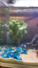 【京东物流】水草套餐 好养耐活真水草植物绿菊大叶绿九冠鱼缸 随机三杯升级吸盘杯（强烈推荐） 实拍图