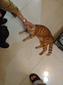 憨憨乐园猫零食毛球克星猫咪云杉排毛冻干猫草片化毛助排棒猫咪零食50g 实拍图