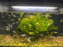 米家小米米家智能鱼缸滤芯 多层复合过滤 物理+生化过滤 实拍图