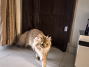 茨格曼狗毛梳子宠物开结梳长毛猫梳子猫咪刷子狗狗脱毛梳猫狗美容用品 实拍图