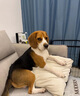 徽千方乳酸钠林格注射液100ml宠物狗狗犬猫咪兽用皮下补液脱水体液缺失 1瓶【100ml/瓶】 实拍图