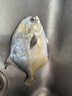 环球水产 南海金鲳鱼700g 2条 BAP认证深海鱼 冷冻 生鲜鱼类海鲜 家庭聚餐 实拍图