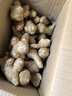 【香脆洋姜】新鲜洋姜鬼子姜可腌制鬼子姜姜不辣农家蔬菜菊芋泡菜 洋姜中大果带箱3斤装 净重 2.8斤 实拍图