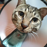 憨憨乐园伊丽莎白圈耻辱圈狗狗项圈猫头套项圈宠物狗脖套防咬圈狗用品5号 实拍图